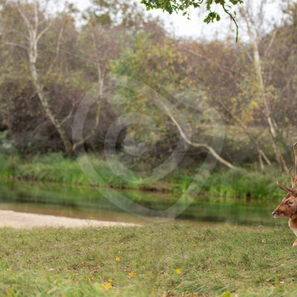 Fallow deer (Dama dama) relaxing next to a river, Zandvoort, The Netherlands - Nature Stock Photo Agency