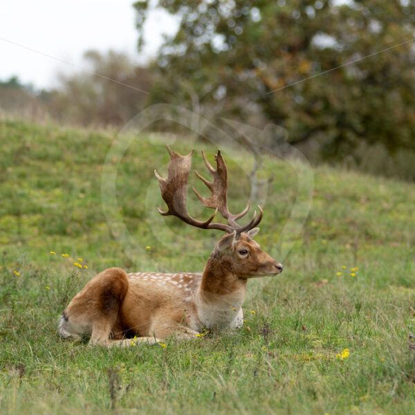 Fallow deer (Dama Dama) resting in the middle of the field, Zandvoort, The Netherlands - Nature Stock Photo Agency