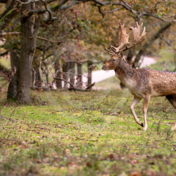 Fallow deer elegantly walking into the forest, The Netherlands - Nature Stock Photo Agency