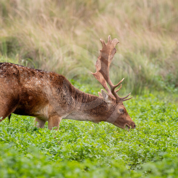 Fallow deer grazing in a creek, Zandvoort, The Netherlands - Nature Stock Photo Agency