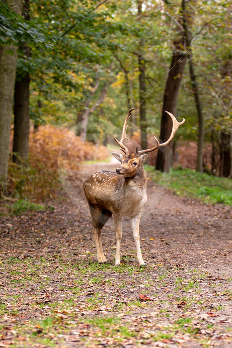 Juvenile Fallow deer (Dama dama) on a walking road in the forest, Zandvoort, The Netherlands - Nature Stock Photo Agency