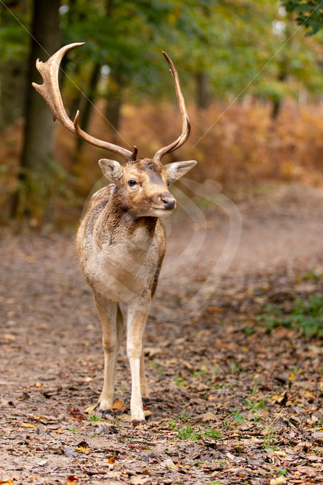 Juvenile male roe deer (Dama dama) posing in front of the camera, The Netherlands - Nature Stock Photo Agency