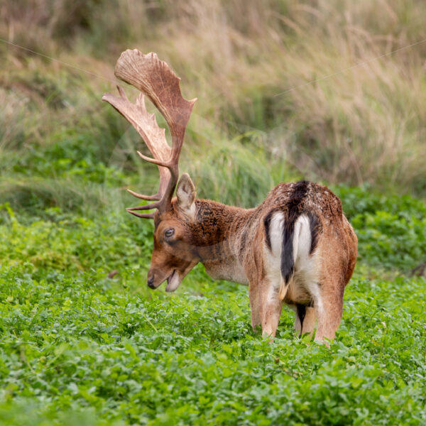 Male fallow deer (Dama dama) grazing on a creek, The Netherlands - Nature Stock Photo Agency