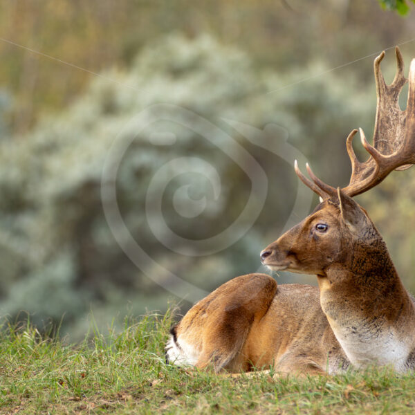 Male Fallow deer (Dama dama) in a relaxed position, Zandvoort, The Netherlands - Nature Stock Photo Agency