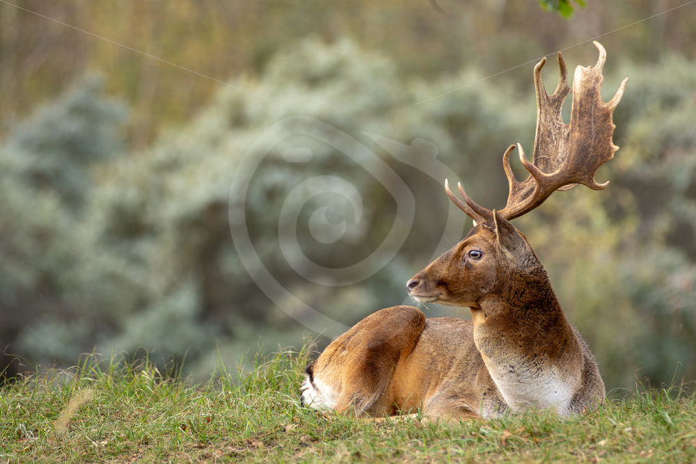 Male Fallow deer (Dama dama) in a relaxed position, Zandvoort, The Netherlands - Nature Stock Photo Agency