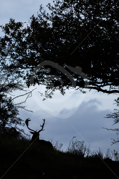 Male fallow deer (Dama dama) in a silhouette during the evening, The Netherlands - Nature Stock Photo Agency