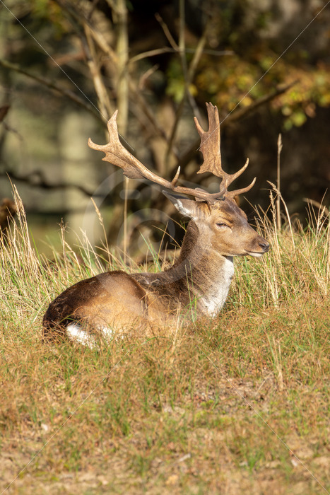 Male Fallow deer (Dama dama) in a sunny spot, AWD, The Netherlands - Nature Stock Photo Agency