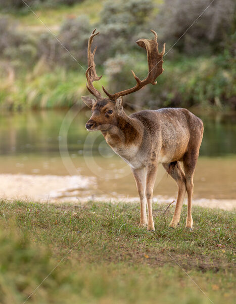 Male Fallow deer (Dama dama) near a river, AWD, The Netherlands - Nature Stock Photo Agency