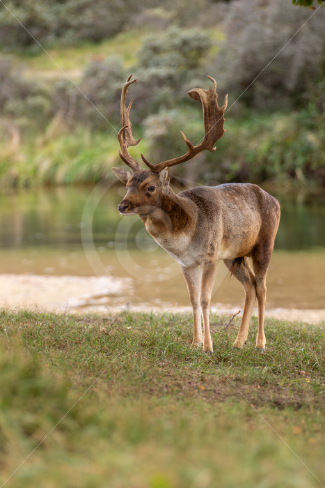 Male Fallow deer (Dama dama) near a river, AWD, The Netherlands - Nature Stock Photo Agency Male Fallow deer (Dama dama) near a river, AWD, The Netherlands - Nature Stock Photo Agency