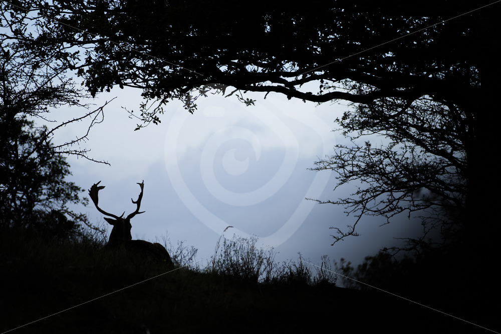 Male fallow deer in a silhouette during the evening, The Netherlands - Nature Stock Photo Agency