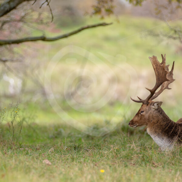Male fallow deer or buck (Dama dama) resting under a tree, AWD, The Netherlands - Nature Stock Photo Agency