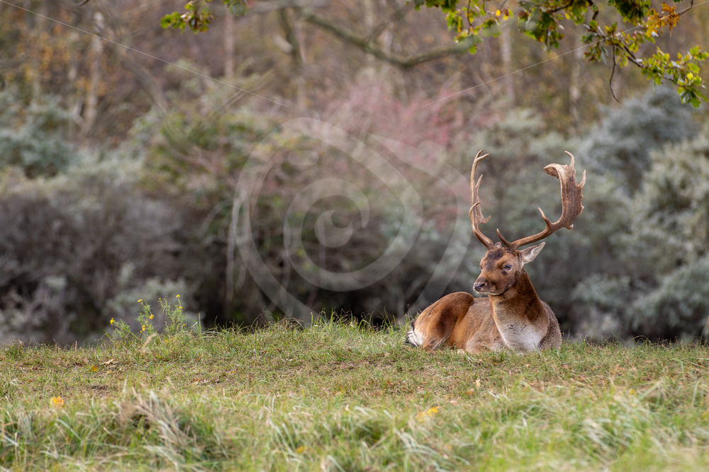 Male Fallow deer under a tree, AWD, The Netherlands - Nature Stock Photo Agency