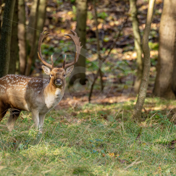 Male roe deer (Dama dama) stepping out of the woods, The Netherlands - Nature Stock Photo Agency