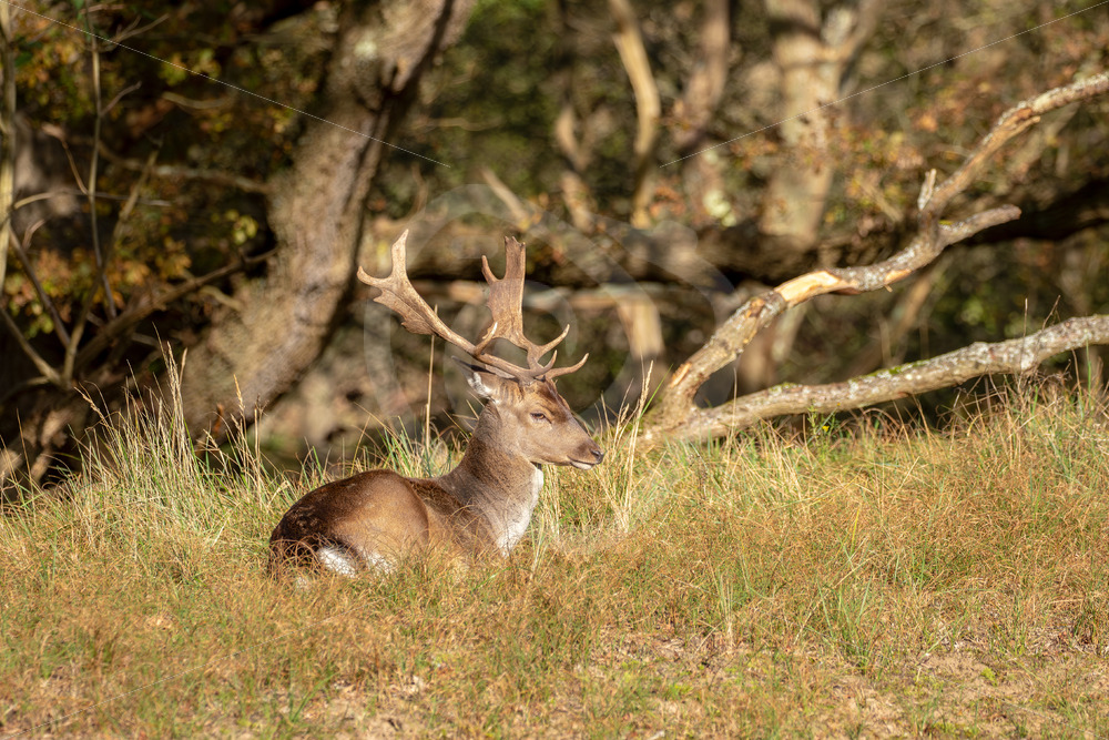 Roe Deer (Dama dama) taking a rest in the AWD, The Netherlands - Nature Stock Photo Agency