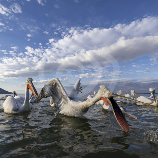 A bunch of very interactive Dalmatian pelicans on Lake Kerkini, Greece - Nature Stock Photo Agency