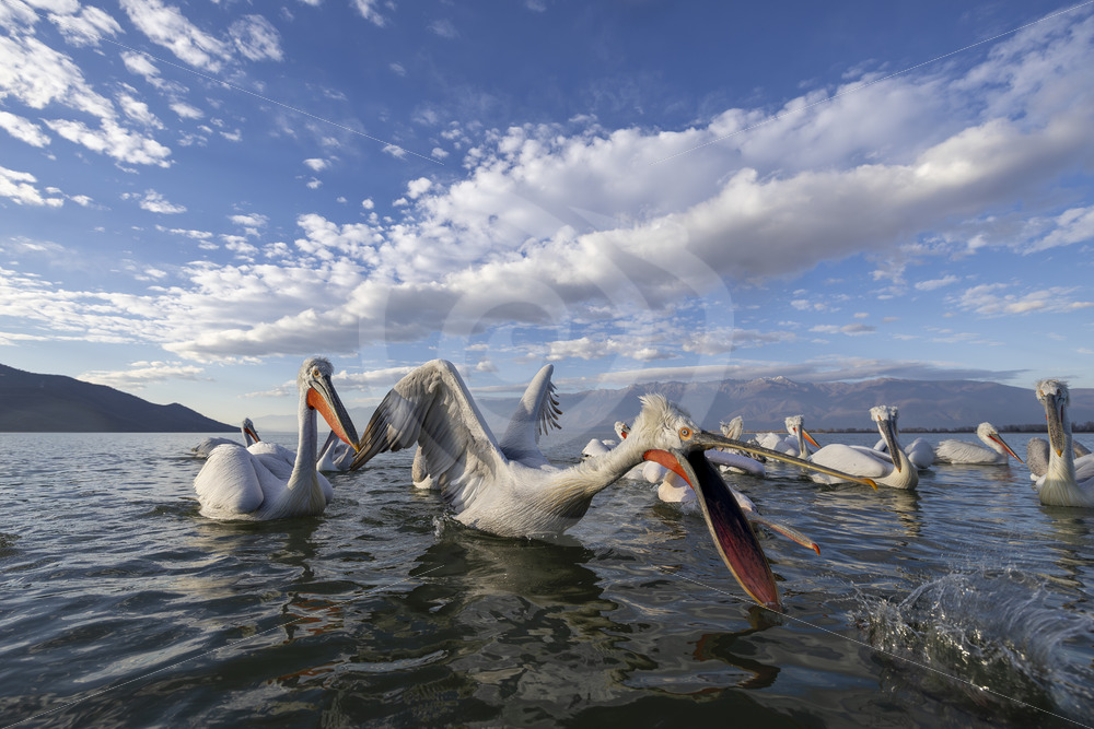 A bunch of very interactive Dalmatian pelicans on Lake Kerkini, Greece - Nature Stock Photo Agency