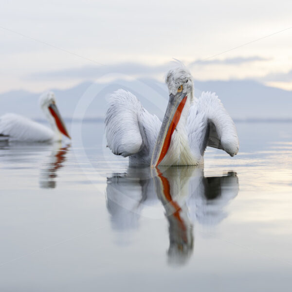A couple of Dalmatian Pelicans (Pelecanus crispus) on a still Lake Kerkini, Greece - Nature Stock Photo Agency
