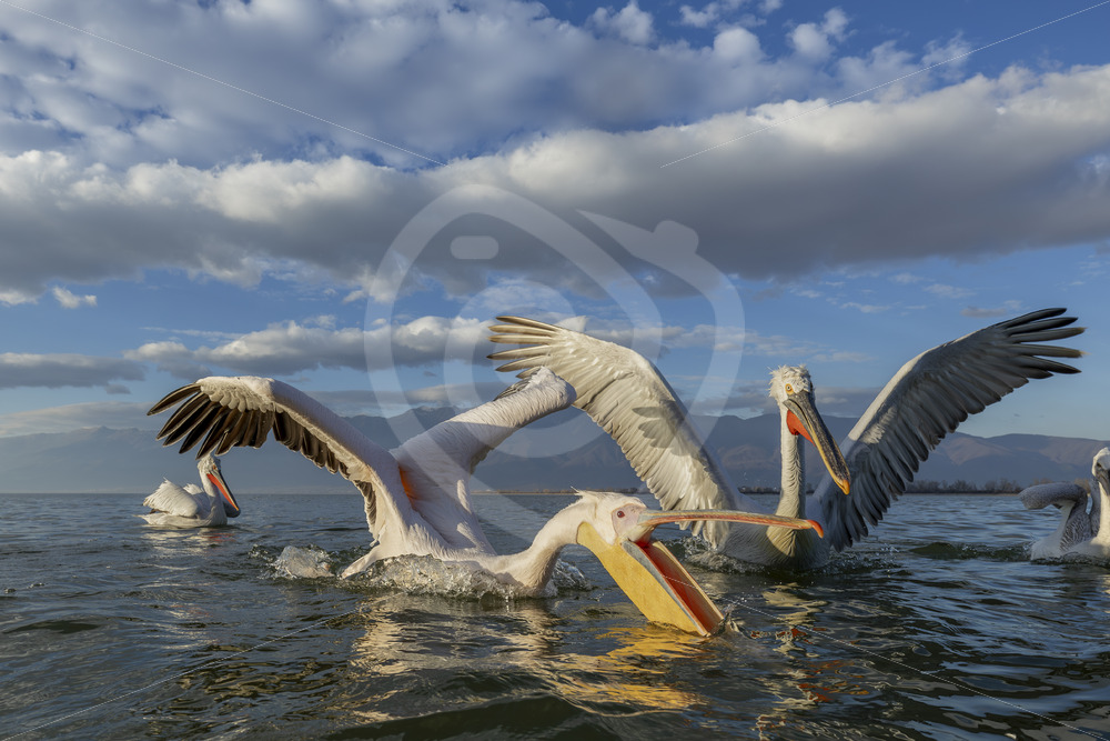 A great white pelican catching some fish in front of some Dalmatian pelicans in Lake Kerkini, Greece - Nature Stock Photo Agency
