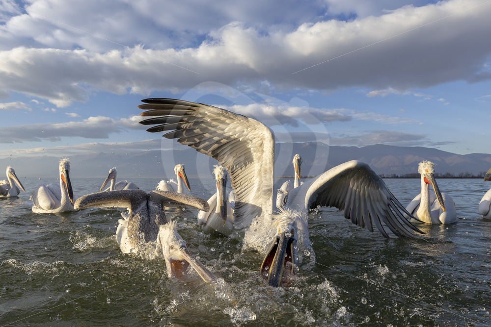 A group of Dalmatian Pelicans diving for fish in Kerkini National Park, Greece - Nature Stock Photo Agency