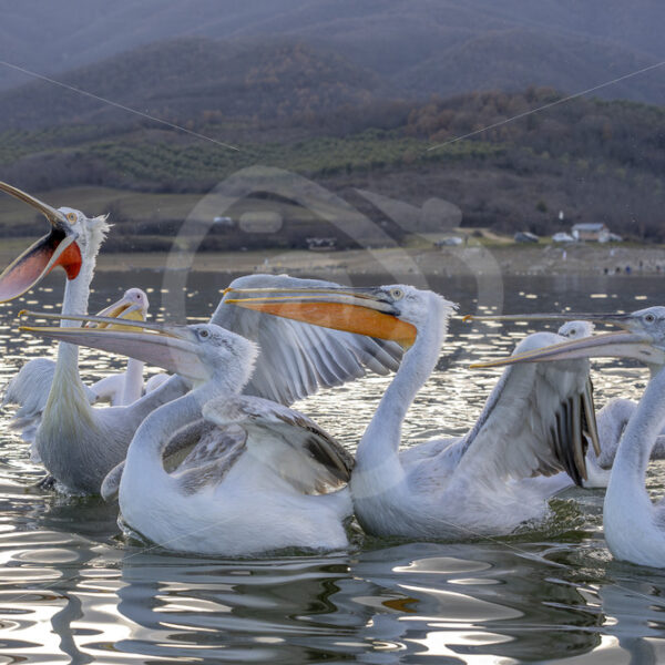 A group of Dalmatian Pelicans (Pelecanus crispus) during sunset on Lake Kerkini, Greece - Nature Stock Photo Agency