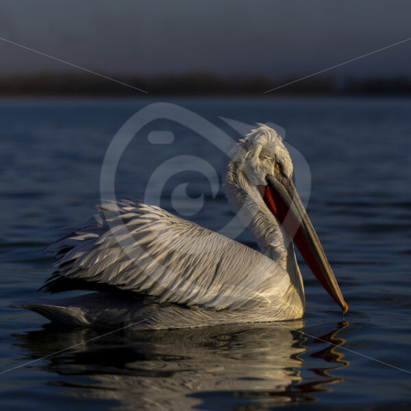 Adult Dalmatian Pelican (Pelecanus crispus) in the golden hour on Lake Kerkini, Greece - Nature Stock Photo Agency