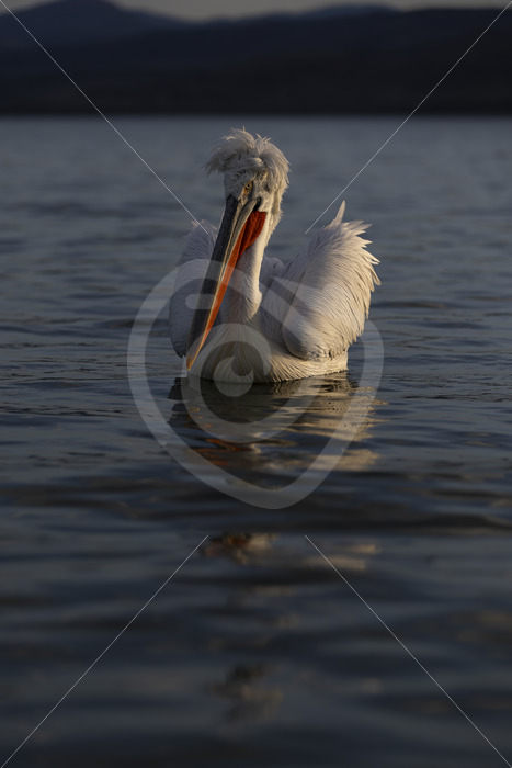 Dalmatian pelican during the evening light on Kerkini lake, Greece - Nature Stock Photo Agency