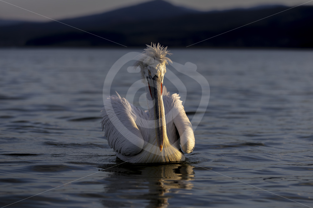 Dalmatian pelican (Pelecanus crispus) during the evening light in Kerikini National Park, northern Greece - Nature Stock Photo Agency