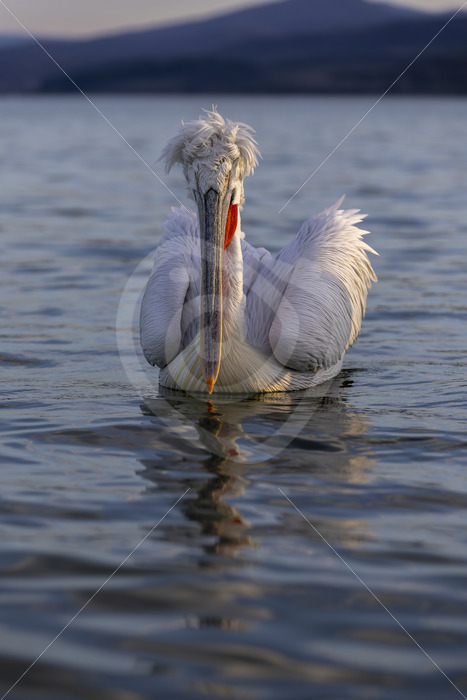 Dalmatian pelican (Pelecanus crispus) floating in Lake Kerkini, Greece - Nature Stock Photo Agency
