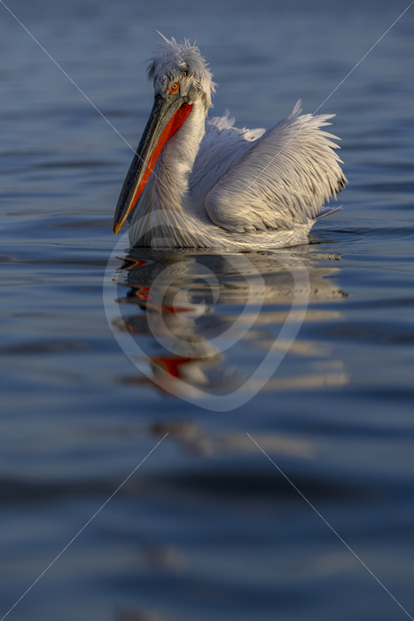 Dalmatian pelican (Pelecanus crispus) in the evening sun on Kerkini national park, Greece - Nature Stock Photo Agency