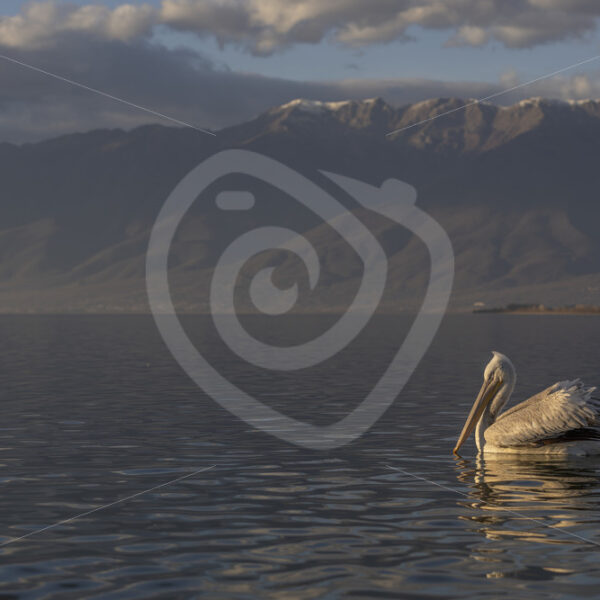 Dalmatian Pelican (Pelecanus Crispus) in the landscape on lake Kerkini with the Bulgarian mountains in the background - Nature Stock Photo Agency