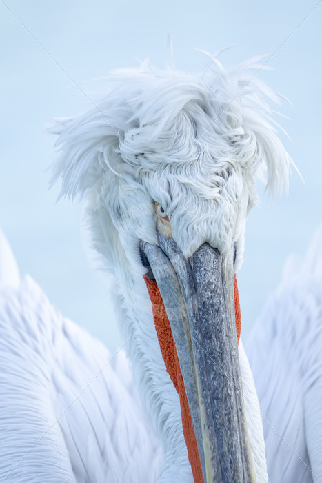 Dalmatian pelican (Pelecanus crispus) portrait in Greece, Lake Kerkini - Nature Stock Photo Agency