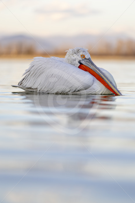 Dalmatian Pelican relaxing on lake Kerkini during the golden hour - Nature Stock Photo Agency