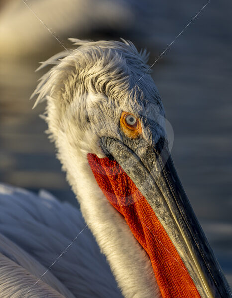 Dalmatian Pelican side portrait, Lake Kerkini, Central Macedonia, Greece - Nature Stock Photo Agency