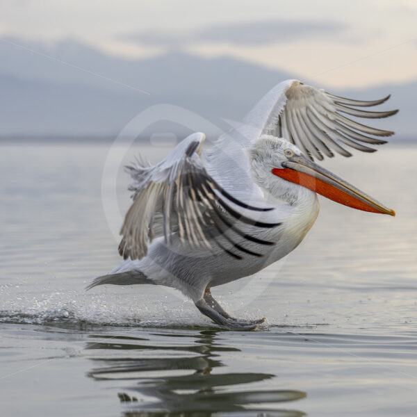 Dalmatian Pelican touching down on Lake Kerkini, Greece - Nature Stock Photo Agency