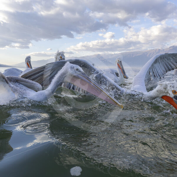 Dalmatian Pelicans (Pelecanus crispus) diving for fish in front of the fish, Lake Kerkini, Greece - Nature Stock Photo Agency