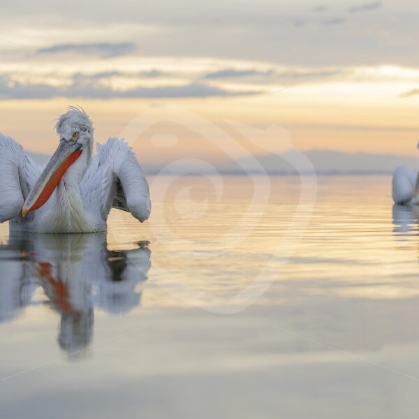 Dalmatian Pelicans (Pelecanus crispus) during the golden hour on Lake Kerkini, Greece - Nature Stock Photo Agency