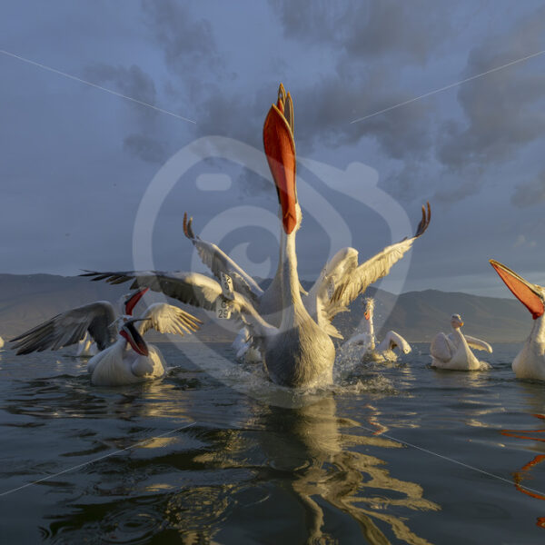 Dalmatian Pelicans (Pelecanus crispus) performing during the golden hour on Lake Kerkini, Greece - Nature Stock Photo Agency