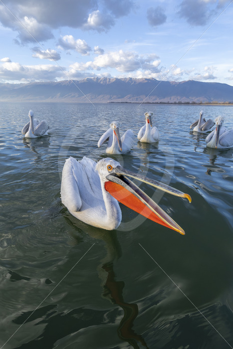 Dalmatian pelicans up close and personal on Lake Kerkini, Greece - Nature Stock Photo Agency