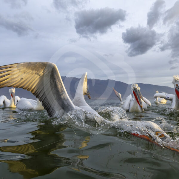 Dalmatian Pelicans very active in front of the camera, Lake Kerkini, Greece - Nature Stock Photo Agency
