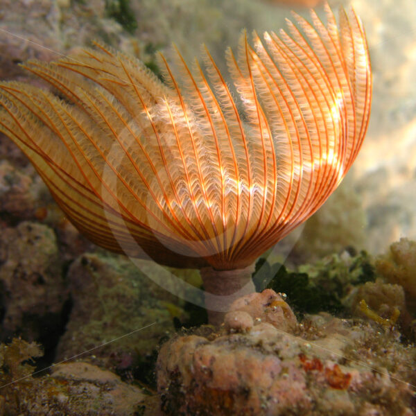Feather duster worm (Sabellastarte) Marsa Alama, Red Sea, Egypt - Nature Stock Photo Agency
