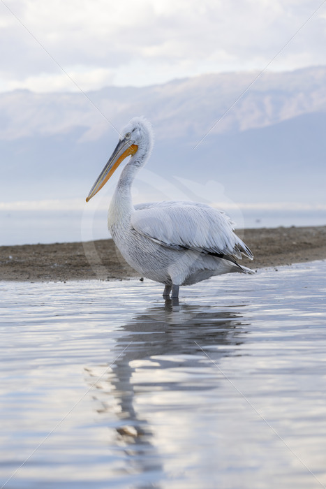 Female dalmatian pelican on a sandy island in the middle of Lake Kerkini, Greece - Nature Stock Photo Agency