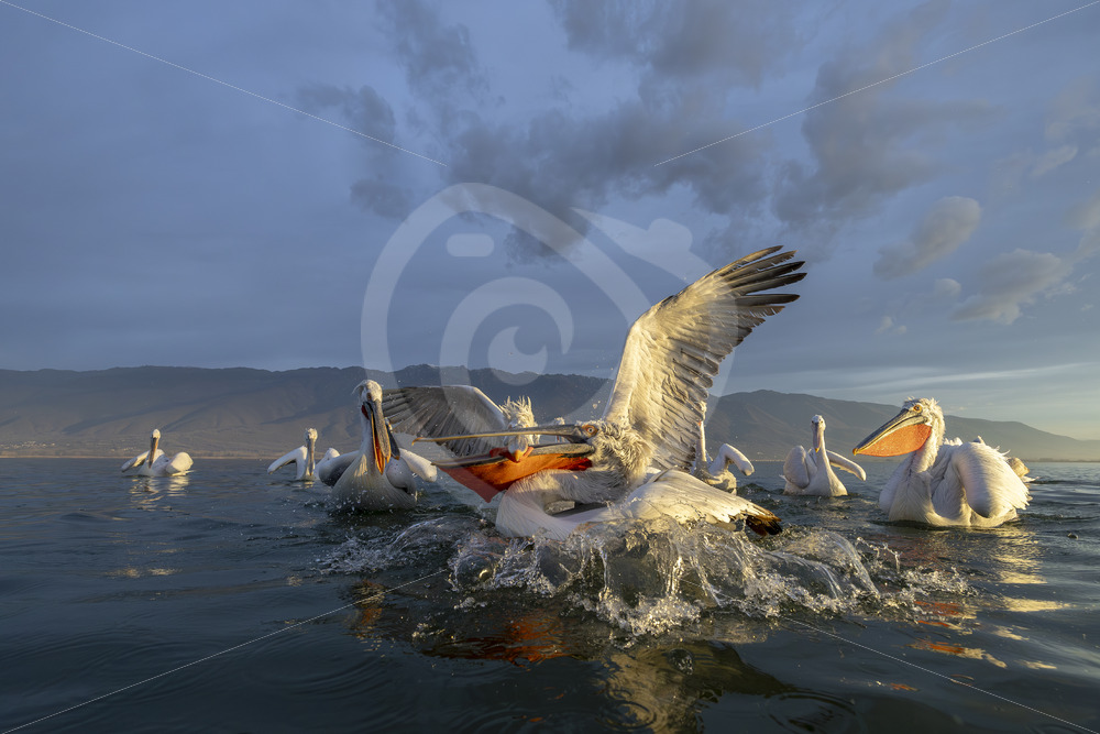 Fighting Dalmatian Pelicans on Lake Kerkini, Greece - Nature Stock Photo Agency