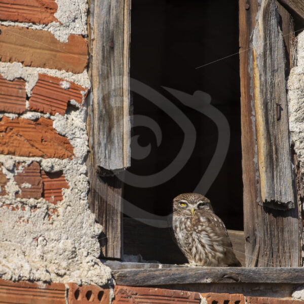 Little owl in an opening of a stable, Kerkini National Park, Greece - Nature Stock Photo Agency