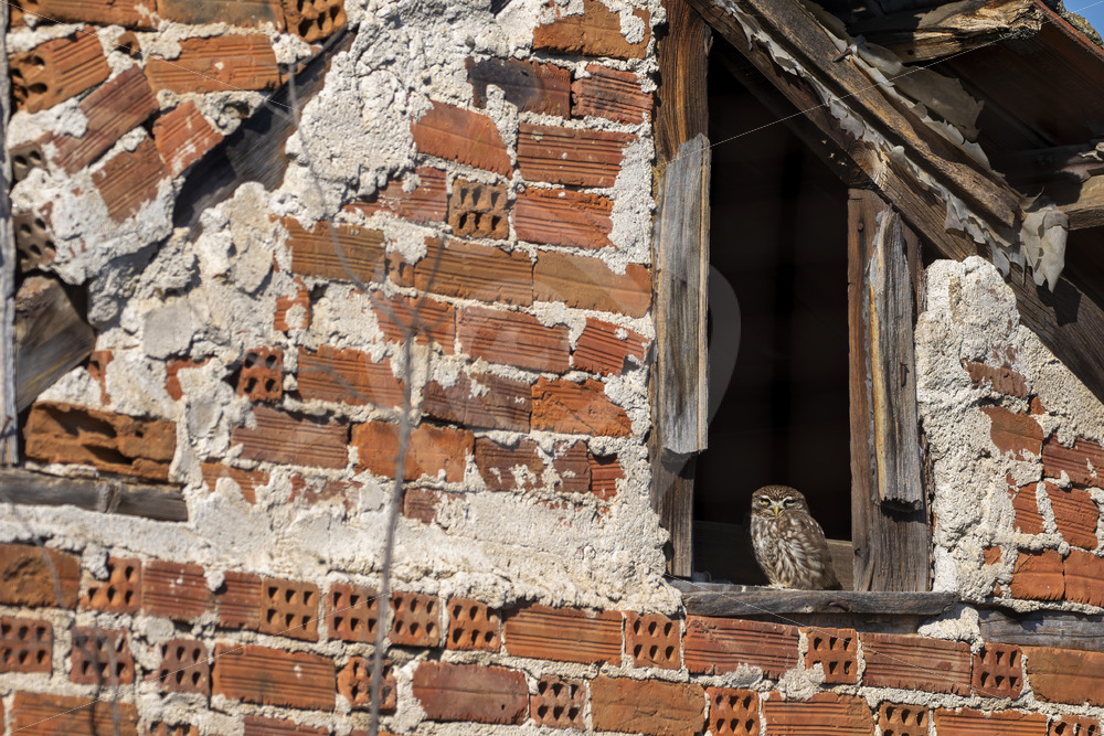 Little owl looking outside of its stable, Kerkini National Park, Greece - Nature Stock Photo Agency