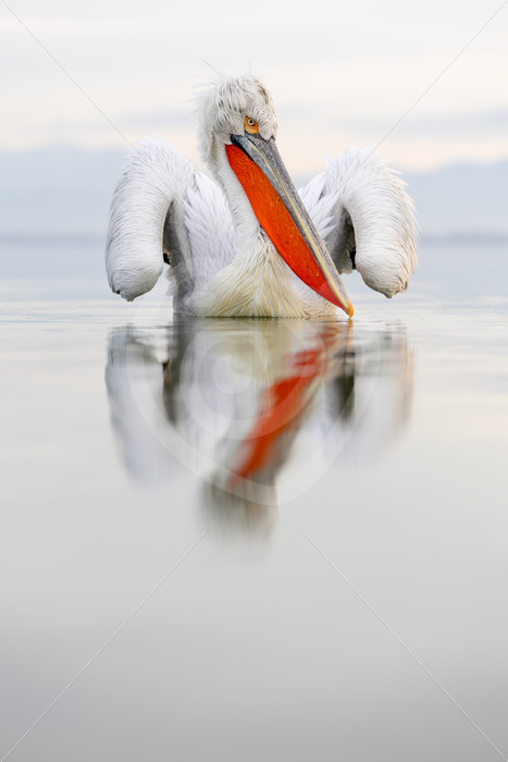 Male Dalmatian Pelican on Lake Kerkini with reflection in the water - Nature Stock Photo Agency