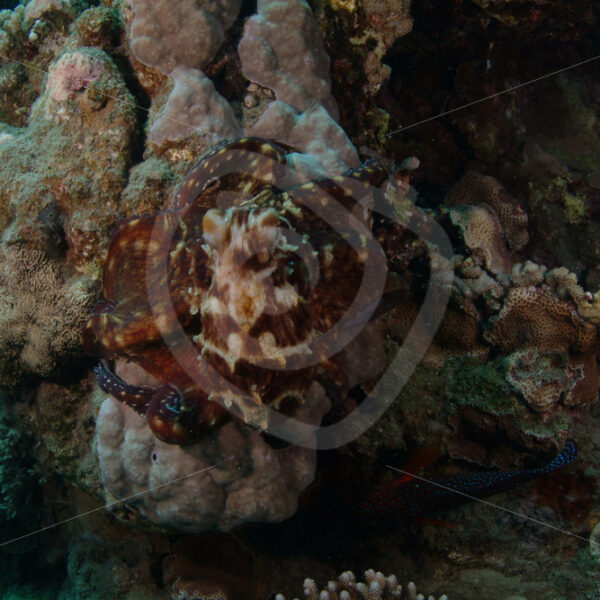 Red Sea octopus (Abdopus horridus) in Abu Dabbab, Marsa Alam, Egypt - Nature Stock Photo Agency