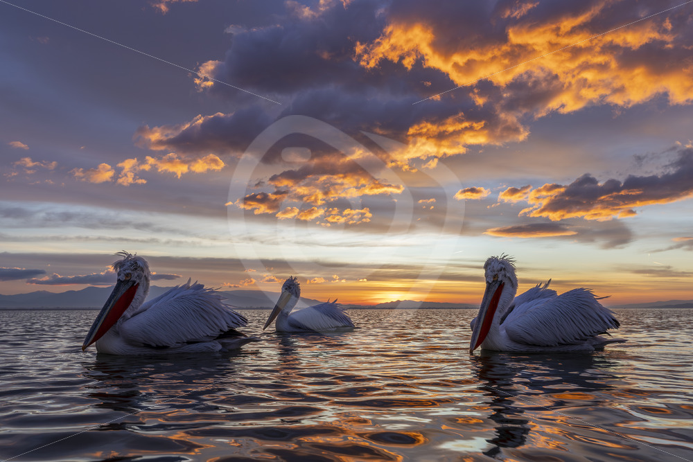 Small group of Dalmatian Pelicans (Pelecanus crispus) during sunset on Lake Kerkini, Greece - Nature Stock Photo Agency