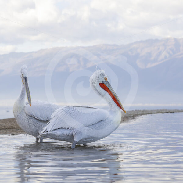 Some Dalmatian Pelicans (Pelecanus crispus) resting on a sandbank in Lake Kerkini, Greece - Nature Stock Photo Agency