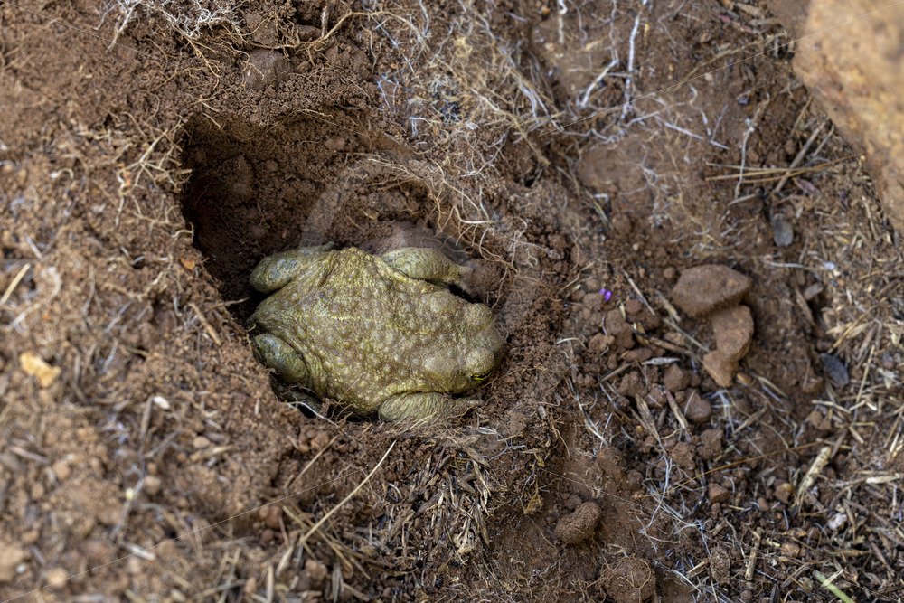A buried natterjack toad (Epidalea calamita) in the Sierra Norte, South of Spain - Nature Stock Photo Agency