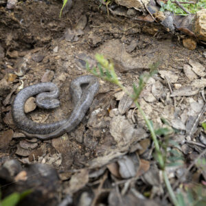 A cold Iberian false smooth snake (Macroprotodon brevis) in Sierra Norte de Sevilla, South of Spain - Nature Stock Photo Agency